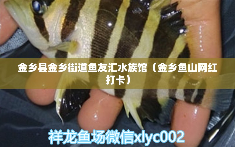 金乡县金乡街道鱼友汇水族馆（金乡鱼山网红打卡）