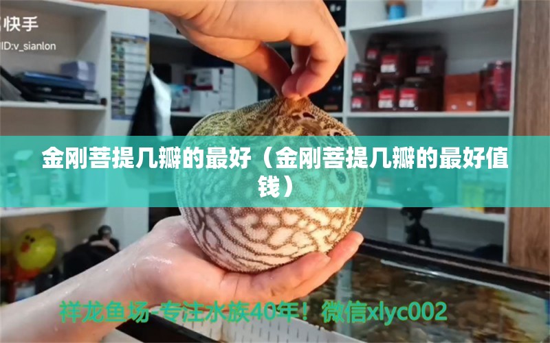 金刚菩提几瓣的最好（金刚菩提几瓣的最好值钱）