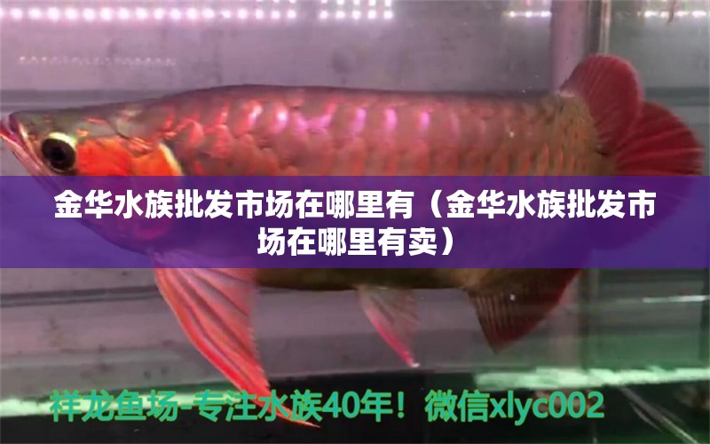 金华水族批发市场在哪里有（金华水族批发市场在哪里有卖）