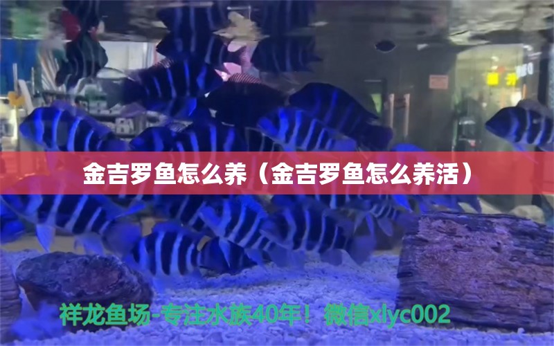 金吉罗鱼怎么养（金吉罗鱼怎么养活） 祥龙水族医院