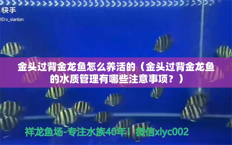 金头过背金龙鱼怎么养活的（金头过背金龙鱼的水质管理有哪些注意事项？）