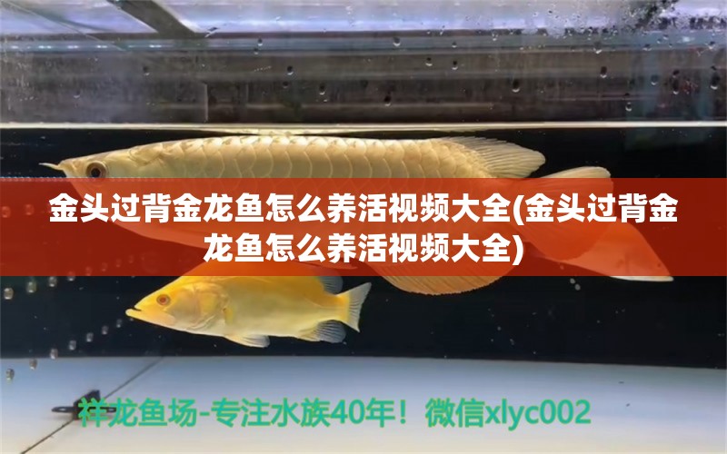 金头过背金龙鱼怎么养活视频大全(金头过背金龙鱼怎么养活视频大全) 过背金龙鱼