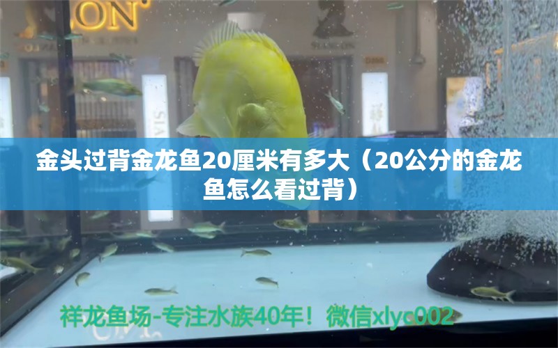 金头过背金龙鱼20厘米有多大（20公分的金龙鱼怎么看过背） 过背金龙鱼 第1张