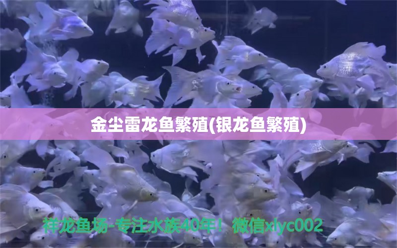 金尘雷龙鱼繁殖(银龙鱼繁殖) 银龙鱼百科 第1张