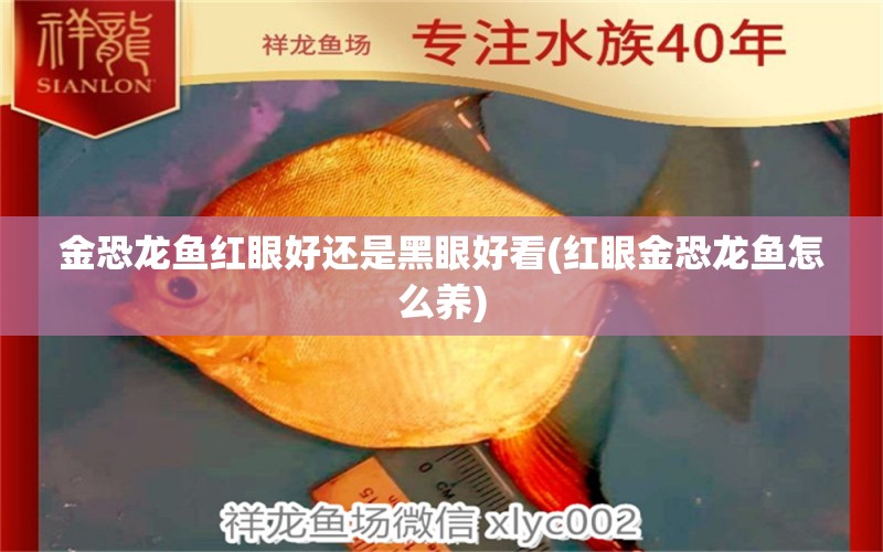 金恐龙鱼红眼好还是黑眼好看(红眼金恐龙鱼怎么养) 观赏龟/鳖饲料