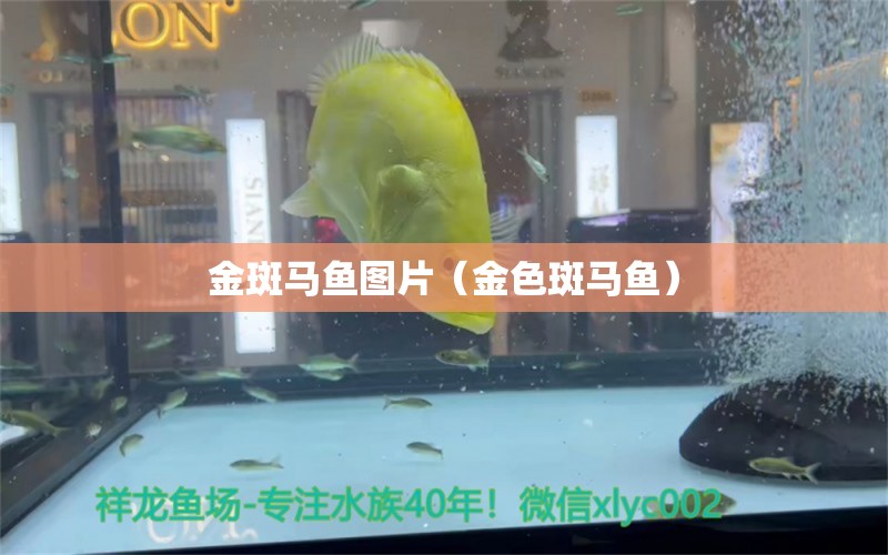 金斑马鱼图片（金色斑马鱼） 潜水艇鱼