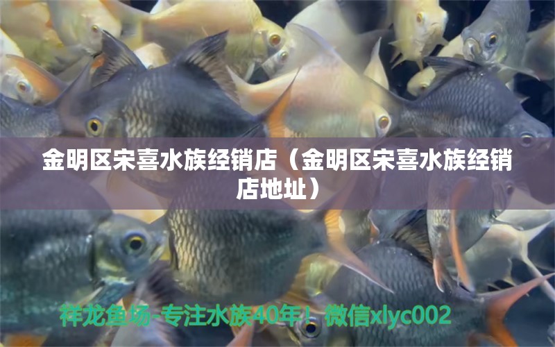 金明区宋喜水族经销店（金明区宋喜水族经销店地址）