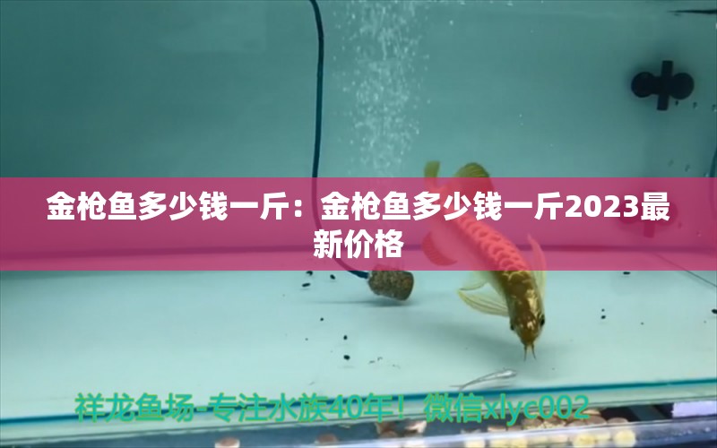 金枪鱼多少钱一斤：金枪鱼多少钱一斤2023最新价格 高背金龙鱼