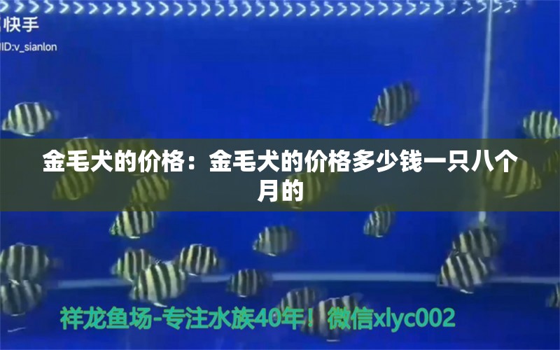 金毛犬的价格：金毛犬的价格多少钱一只八个月的 狗狗（犬） 第2张