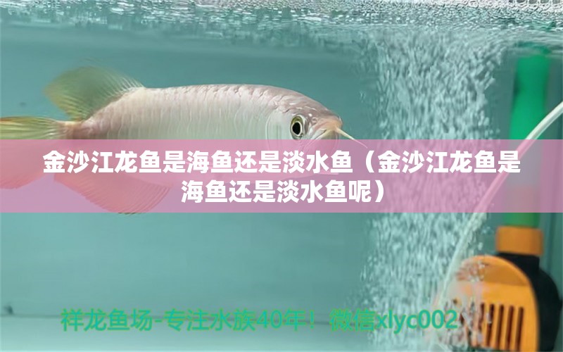 金沙江龙鱼是海鱼还是淡水鱼（金沙江龙鱼是海鱼还是淡水鱼呢）