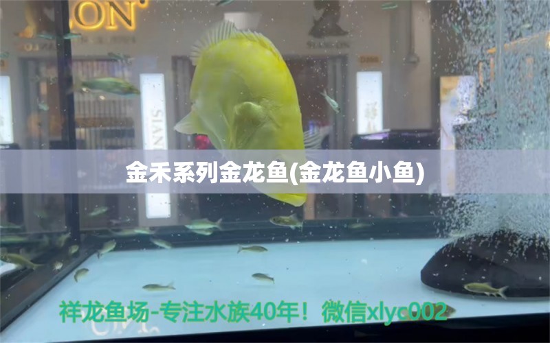 金禾系列金龙鱼(金龙鱼小鱼)