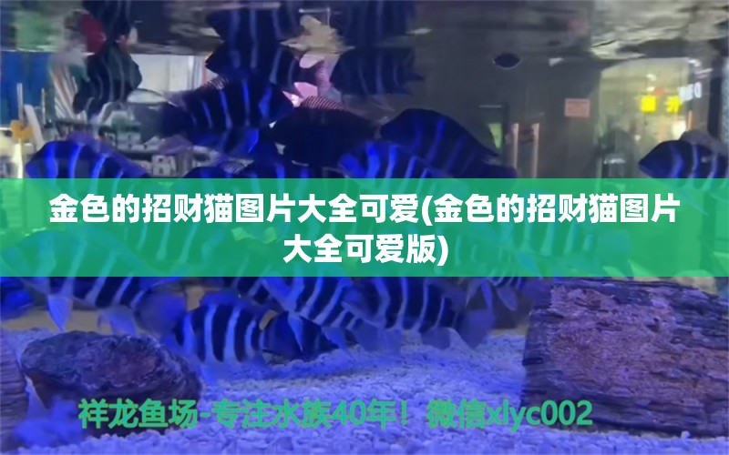 金色的招财猫图片大全可爱(金色的招财猫图片大全可爱版)