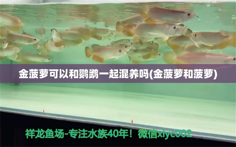 金菠萝可以和鹦鹉一起混养吗(金菠萝和菠萝) 鹦鹉鱼 第1张