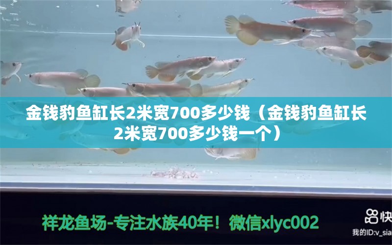 金钱豹鱼缸长2米宽700多少钱（金钱豹鱼缸长2米宽700多少钱一个） 观赏鱼市场（混养鱼）