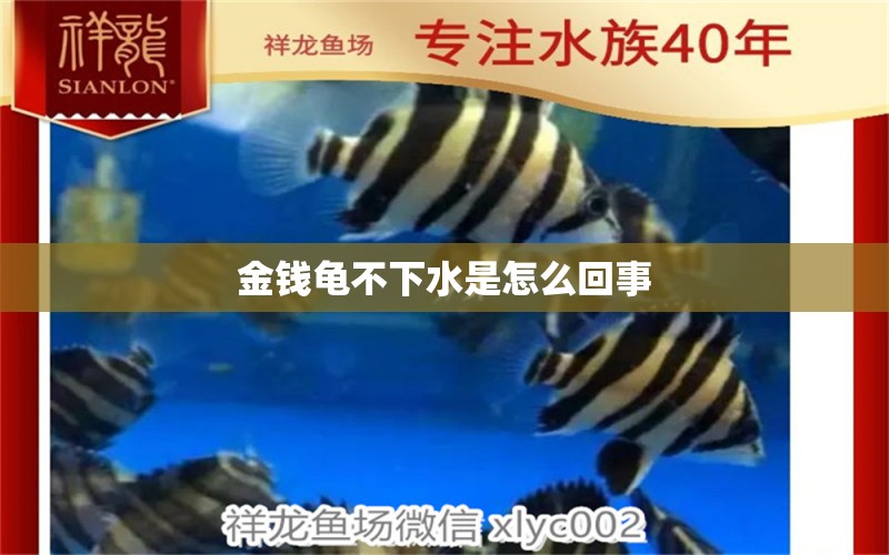 金钱龟不下水是怎么回事 广州水族批发市场 第2张