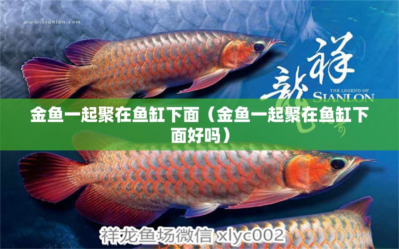 金鱼一起聚在鱼缸下面（金鱼一起聚在鱼缸下面好吗） 祥龙水族医院