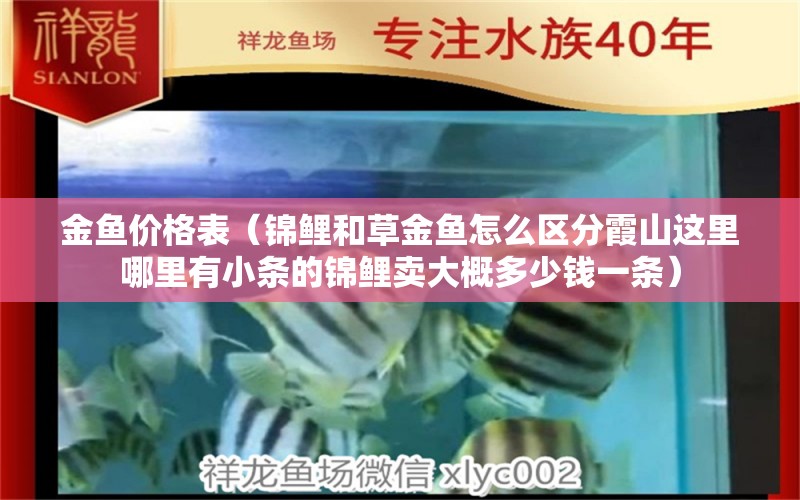 金鱼价格表（锦鲤和草金鱼怎么区分霞山这里哪里有小条的锦鲤卖大概多少钱一条）