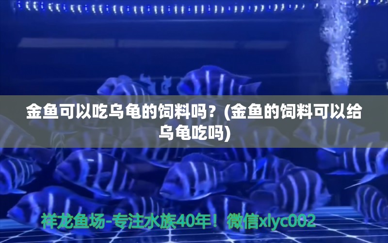 金鱼可以吃乌龟的饲料吗？(金鱼的饲料可以给乌龟吃吗) 乌龟