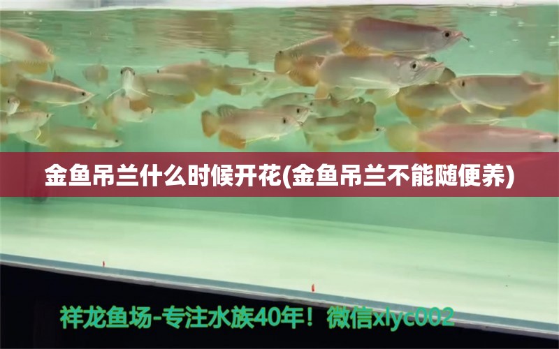 金鱼吊兰什么时候开花(金鱼吊兰不能随便养)