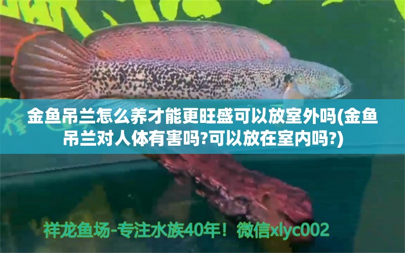 金鱼吊兰怎么养才能更旺盛可以放室外吗(金鱼吊兰对人体有害吗?可以放在室内吗?)