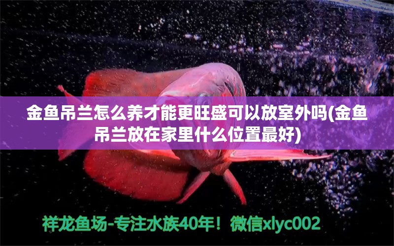 金鱼吊兰怎么养才能更旺盛可以放室外吗(金鱼吊兰放在家里什么位置最好)