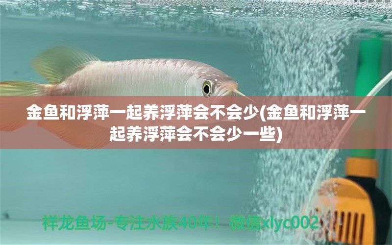 金鱼和浮萍一起养浮萍会不会少(金鱼和浮萍一起养浮萍会不会少一些) 红尾平克鱼