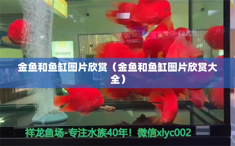 金鱼和鱼缸图片欣赏（金鱼和鱼缸图片欣赏大全） 祥龙水族医院