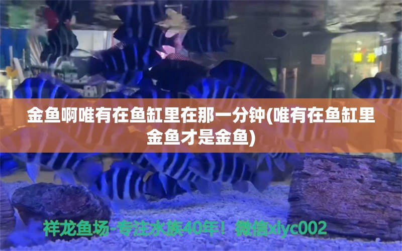 金鱼啊唯有在鱼缸里在那一分钟(唯有在鱼缸里金鱼才是金鱼) 红尾平克鱼 第1张