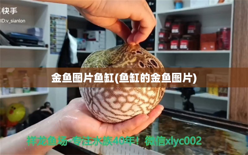 金鱼图片鱼缸(鱼缸的金鱼图片) 白子球鲨鱼