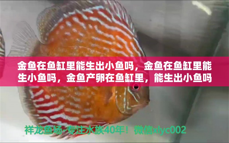 金鱼在鱼缸里能生出小鱼吗，金鱼在鱼缸里能生小鱼吗，金鱼产卵在鱼缸里，能生出小鱼吗？