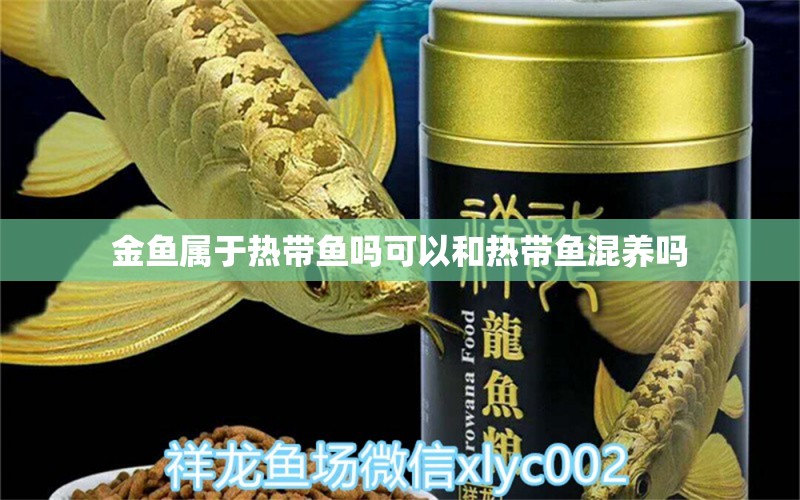 金鱼属于热带鱼吗可以和热带鱼混养吗 定时器/自控系统 第2张