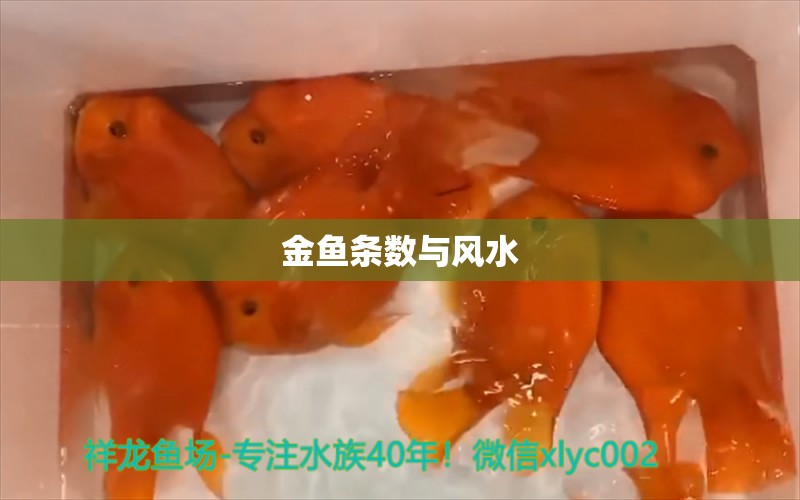 金鱼条数与风水 鱼缸风水