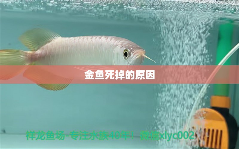 金鱼死掉的原因