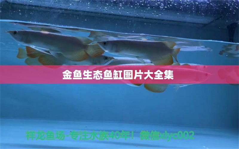 金鱼生态鱼缸图片大全集  鱼缸/水族箱