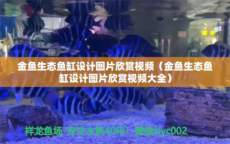 金鱼生态鱼缸设计图片欣赏视频（金鱼生态鱼缸设计图片欣赏视频大全） 观赏鱼市场（混养鱼）