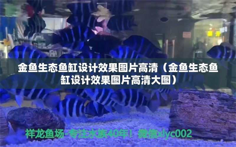 金鱼生态鱼缸设计效果图片高清（金鱼生态鱼缸设计效果图片高清大图）