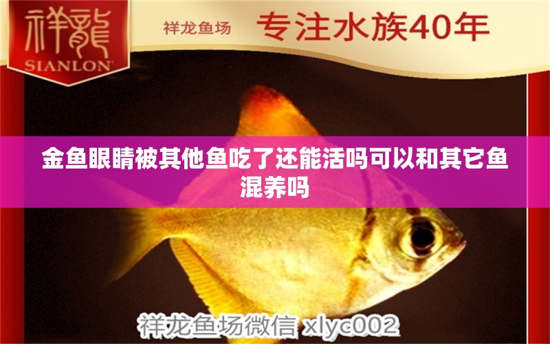 金鱼眼睛被其他鱼吃了还能活吗可以和其它鱼混养吗 黄金达摩鱼 第2张