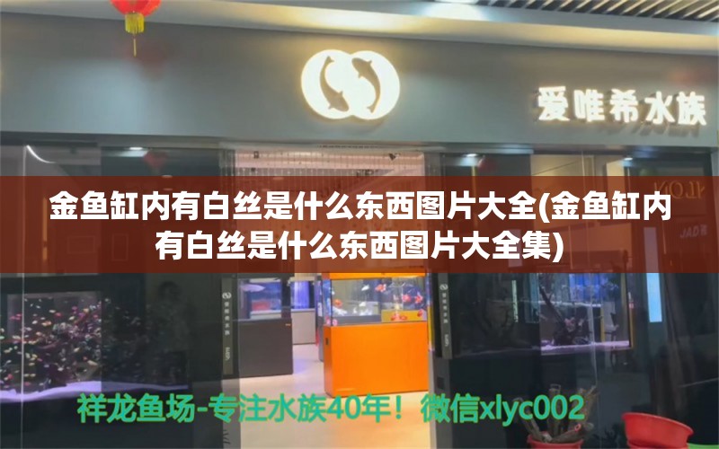 金鱼缸内有白丝是什么东西图片大全(金鱼缸内有白丝是什么东西图片大全集) 萨伊蓝鱼