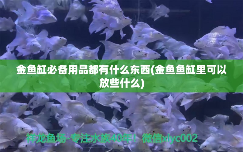 金鱼缸必备用品都有什么东西(金鱼鱼缸里可以放些什么)