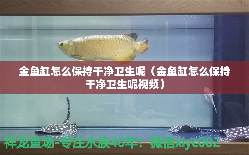 金鱼缸怎么保持干净卫生呢（金鱼缸怎么保持干净卫生呢视频） 观赏鱼市场（混养鱼）