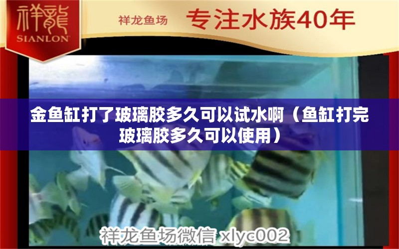 金鱼缸打了玻璃胶多久可以试水啊（鱼缸打完玻璃胶多久可以使用） 广州观赏鱼批发市场