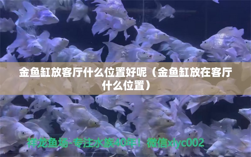 金鱼缸放客厅什么位置好呢（金鱼缸放在客厅什么位置） 奈及利亚红圆点狗头