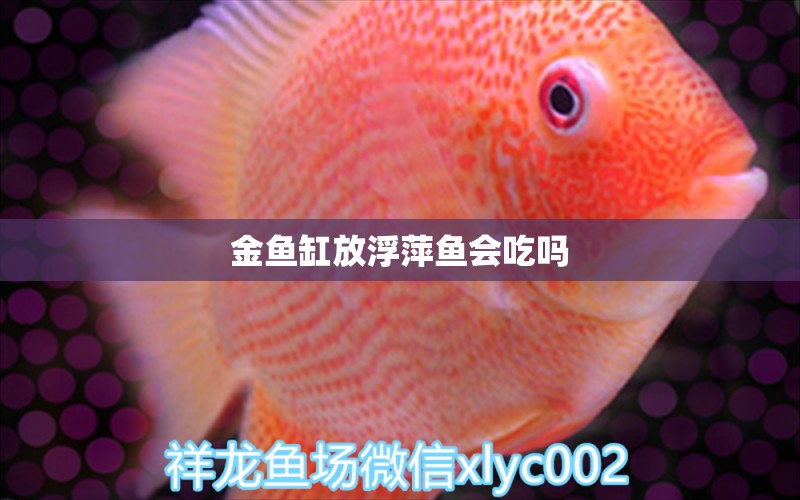 金鱼缸放浮萍鱼会吃吗