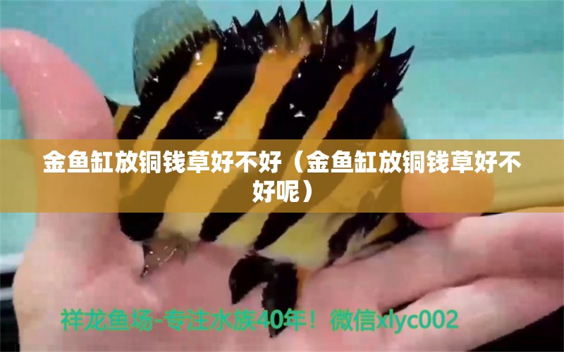 金鱼缸放铜钱草好不好（金鱼缸放铜钱草好不好呢） 祥龙水族医院