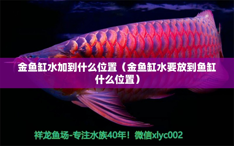 金鱼缸水加到什么位置（金鱼缸水要放到鱼缸什么位置） 祥龙水族医院