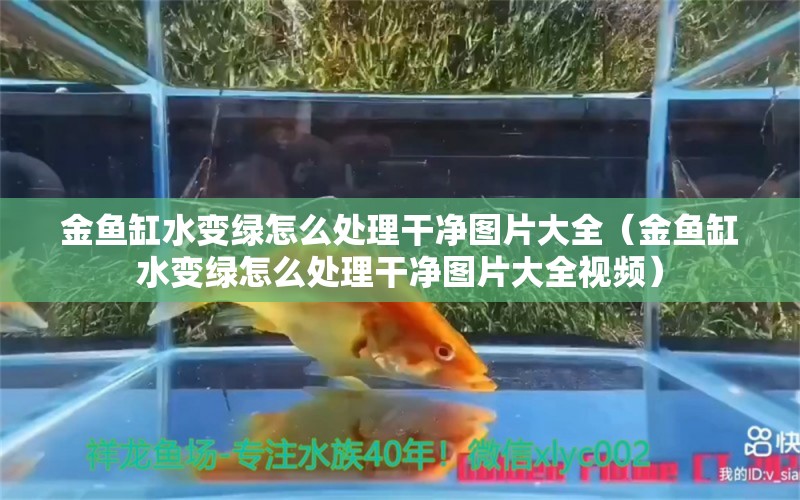 金鱼缸水变绿怎么处理干净图片大全（金鱼缸水变绿怎么处理干净图片大全视频）