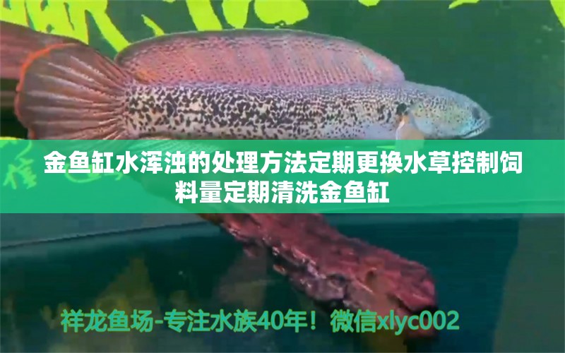 金鱼缸水浑浊的处理方法定期更换水草控制饲料量定期清洗金鱼缸 水草