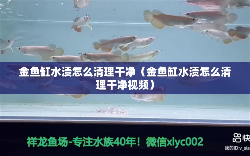 金鱼缸水渍怎么清理干净（金鱼缸水渍怎么清理干净视频） 虎纹银版鱼