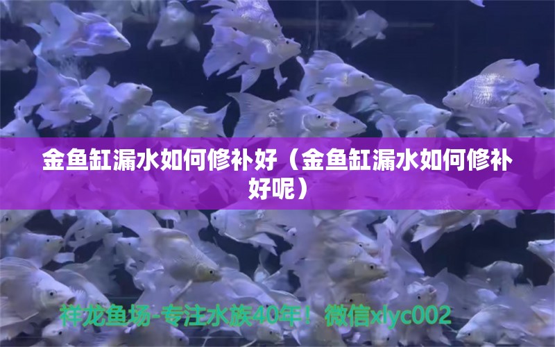 金鱼缸漏水如何修补好（金鱼缸漏水如何修补好呢） 祥龙水族医院