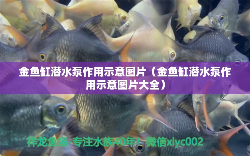 金鱼缸潜水泵作用示意图片（金鱼缸潜水泵作用示意图片大全）